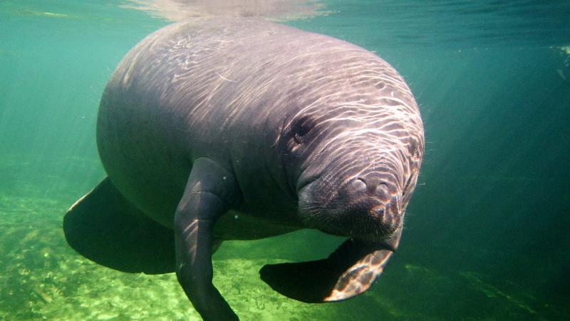 A manatee.