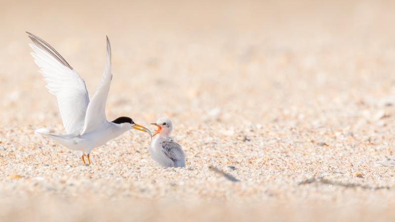 Shorebirds in Anastasia State Park. 