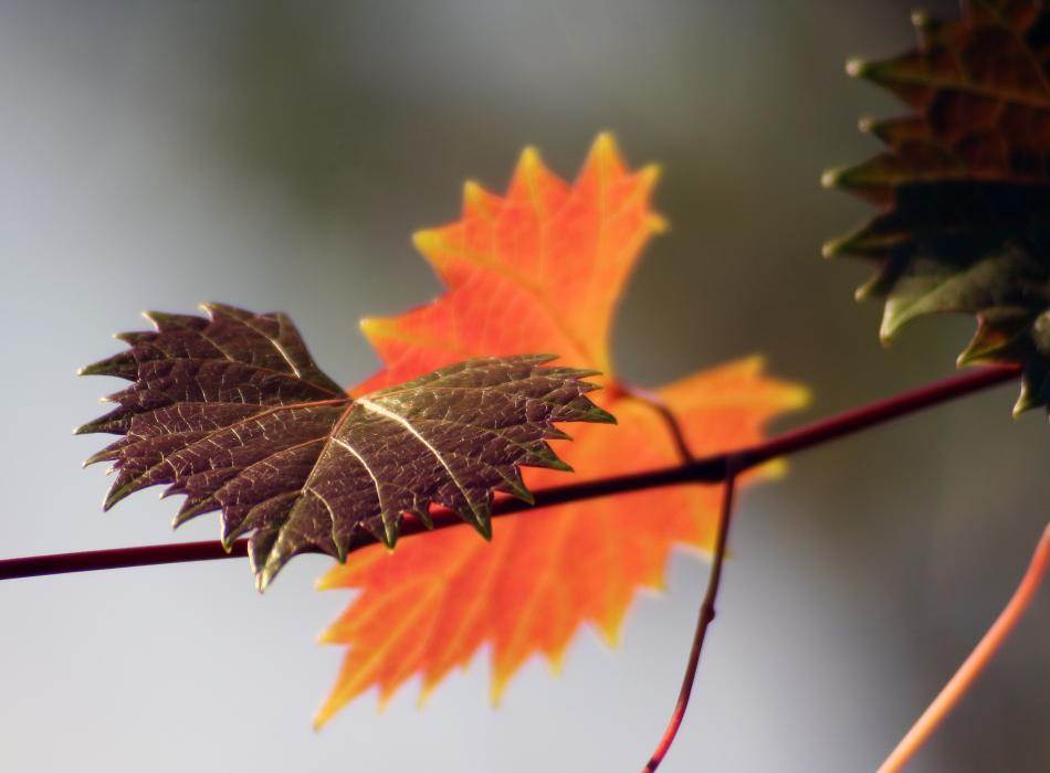 An orange and brown pair of leaves