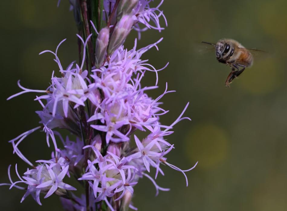 A bee landing on a purple blazing star flower