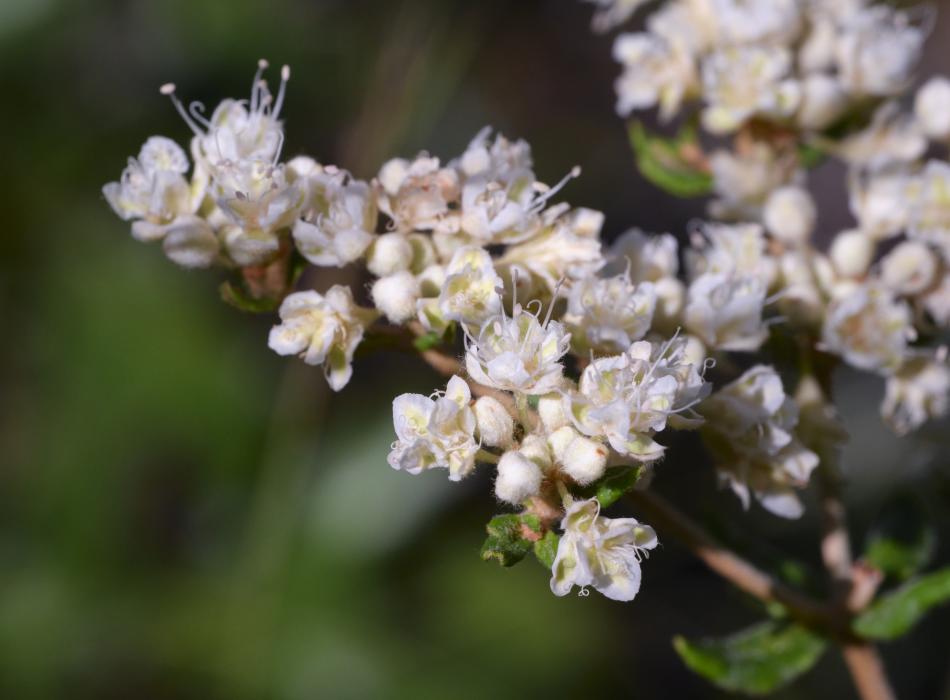 A cluster of small white flowers