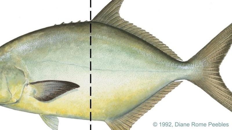 A drawing of a Florida Pompano.