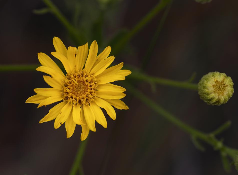 A yellow flower