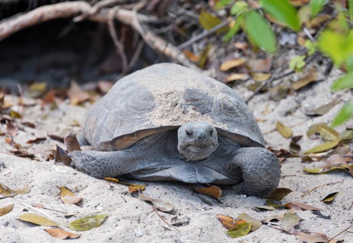 Gopher Tortoise