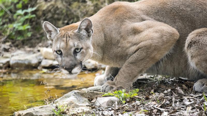 Florida Panther