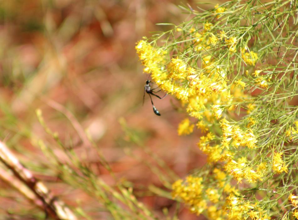 Wasp landing on Goldenrod flowers