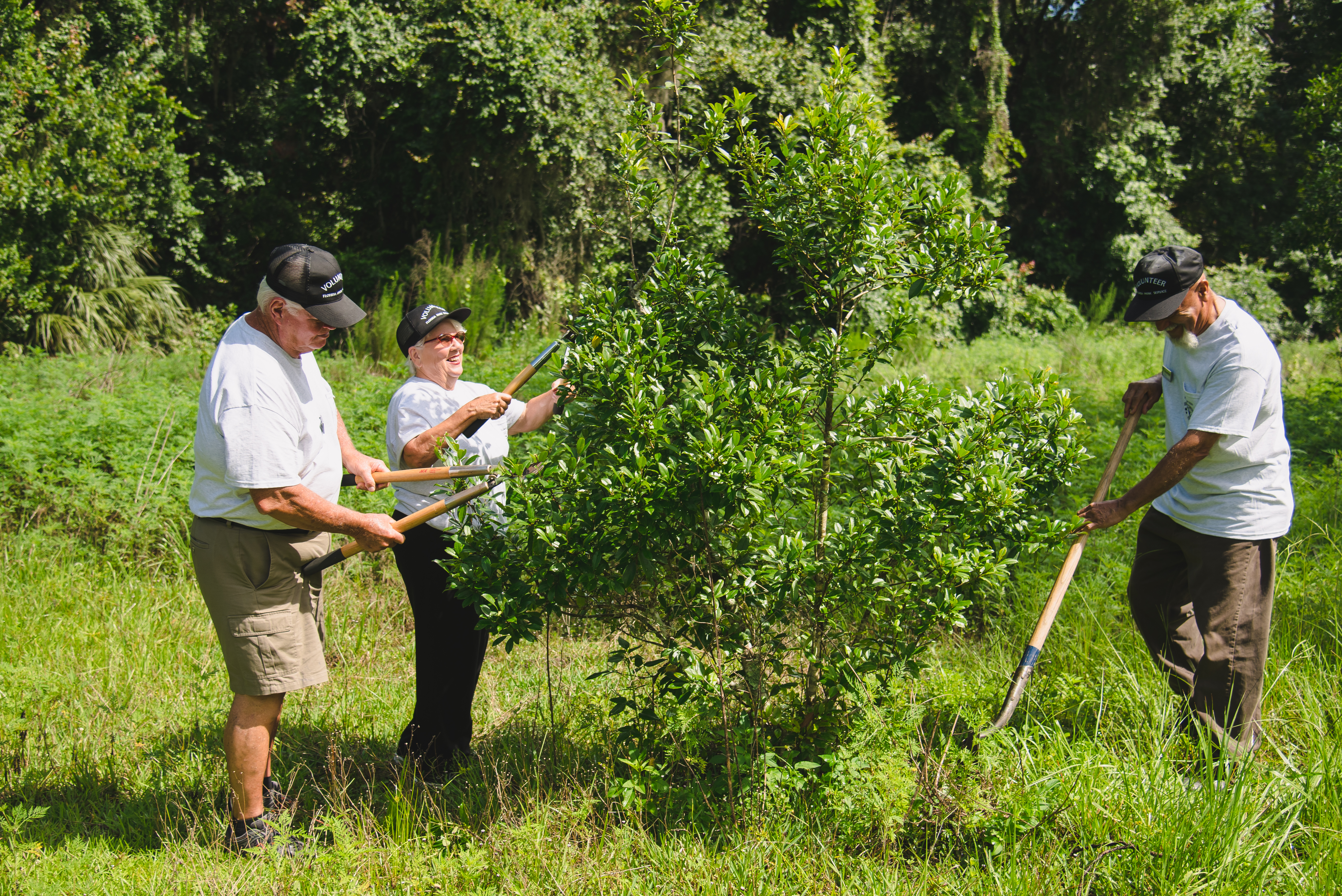 Three volunteers trim a tree in Rainbow Springs State Park.