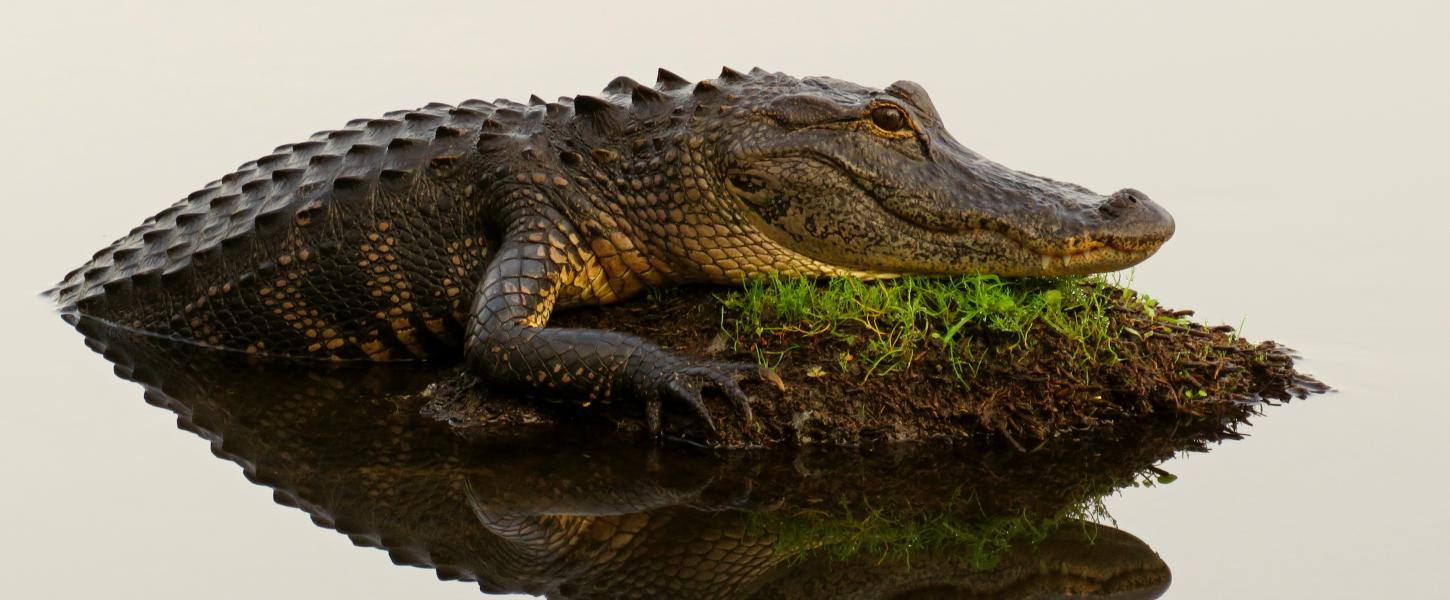 Alligator at Myakka State Park