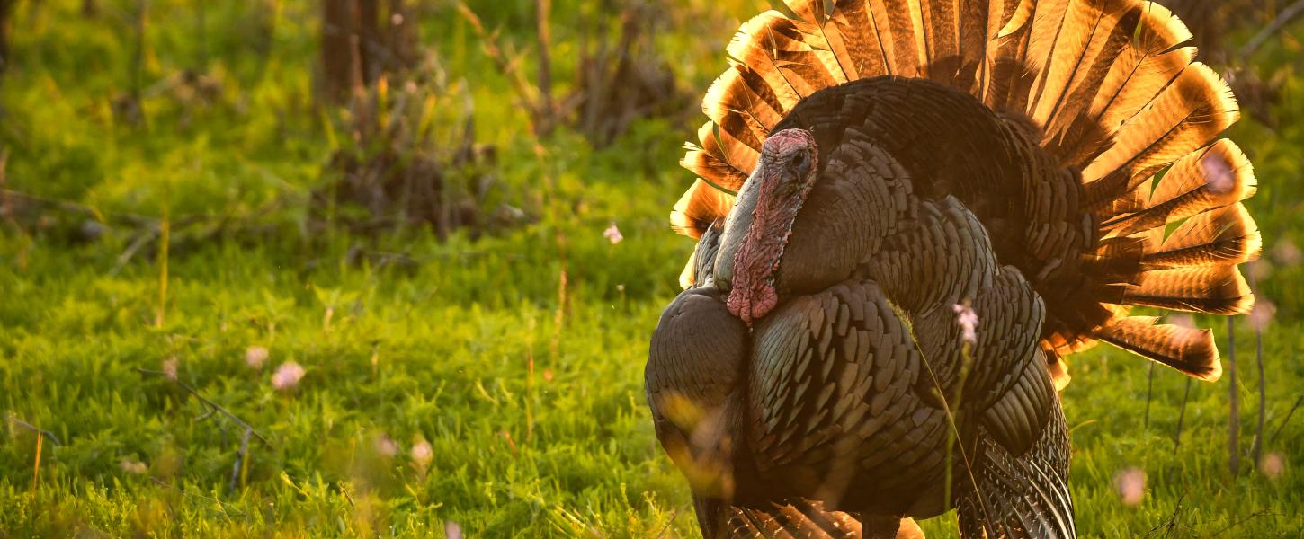 Turkey at Myakka State Park