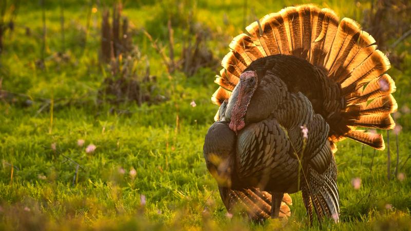 Turkey at Myakka State Park