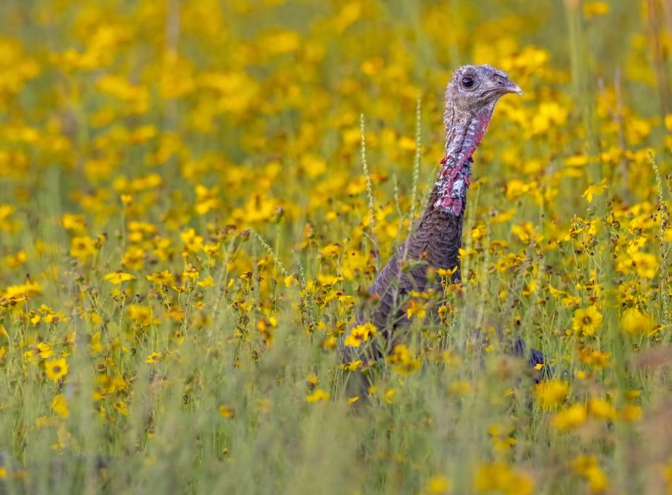 A turkey poking its head above a field of yellow flowers