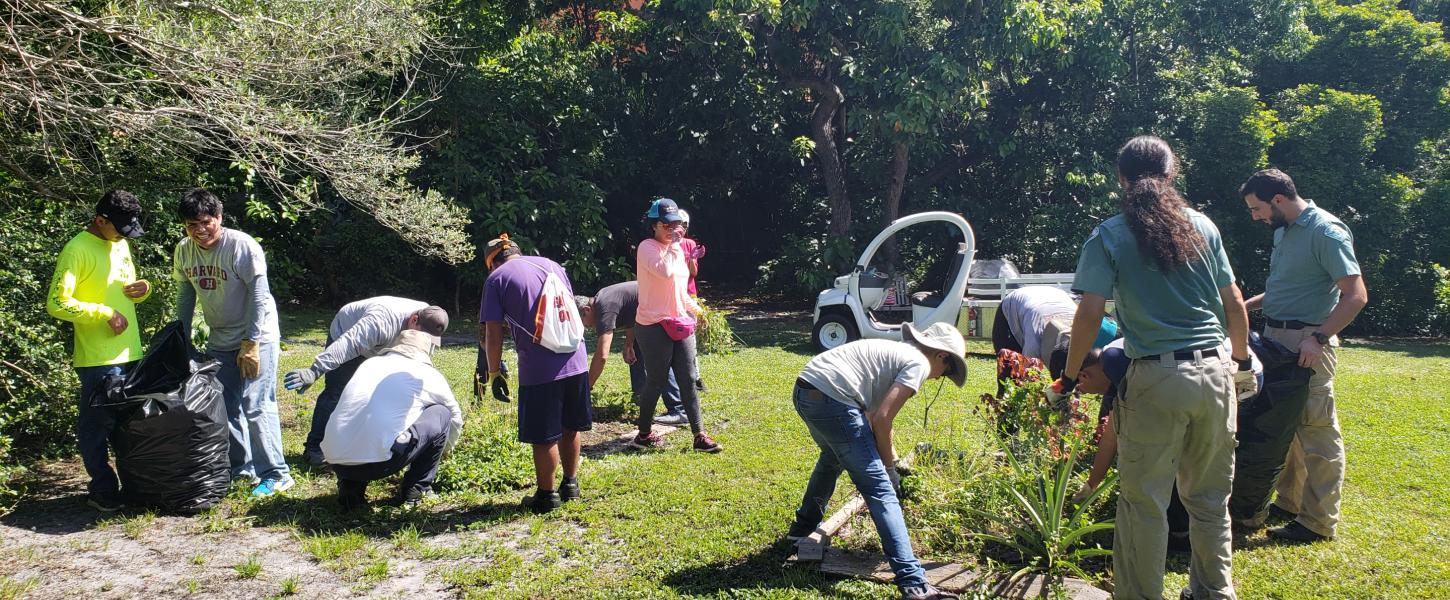 Volunteers gathering trimmings from plants in a small clearing