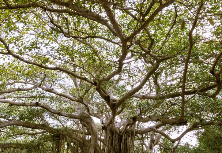 Banyon Tree