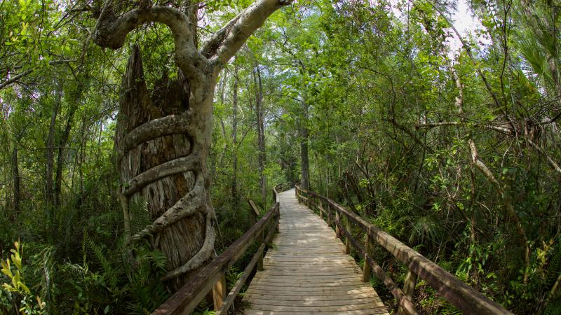 Fakahatchee Strand