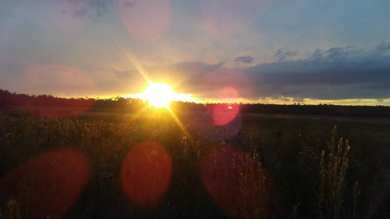 the sun sets over a field ringed by trees