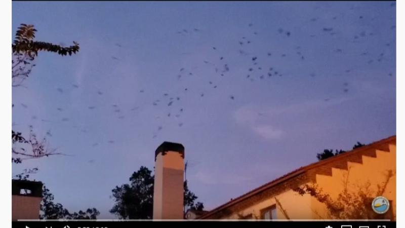 VIDEO: Chimney swifts circle before entering the chimney to roost.