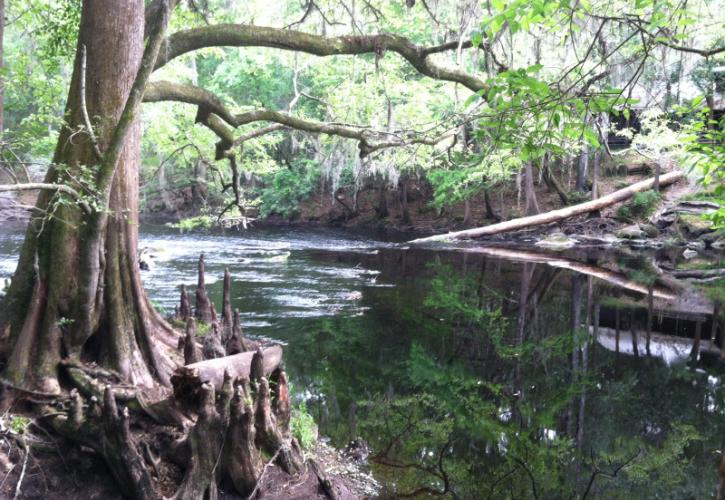 a cypress tree hangs over the banks of a dark green river