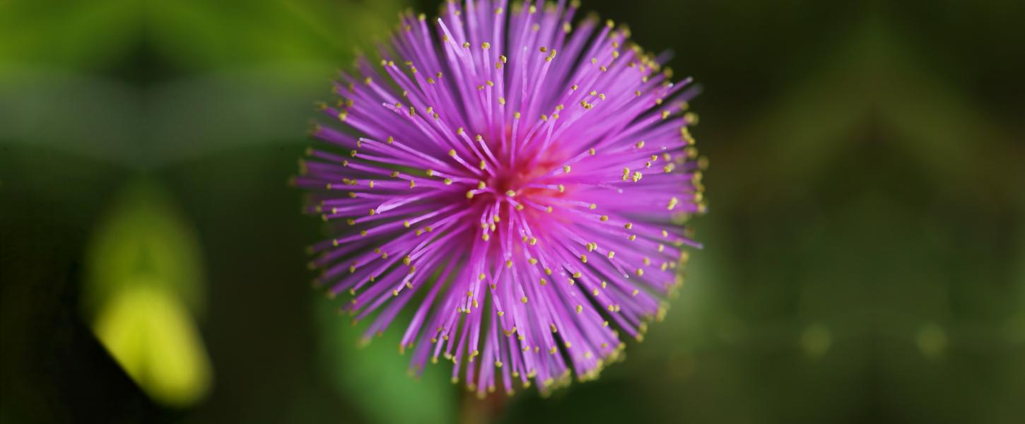 Wildflowers