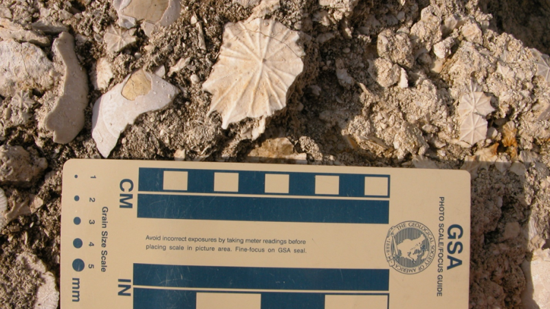 Fossils found at Florida Caverns State Park