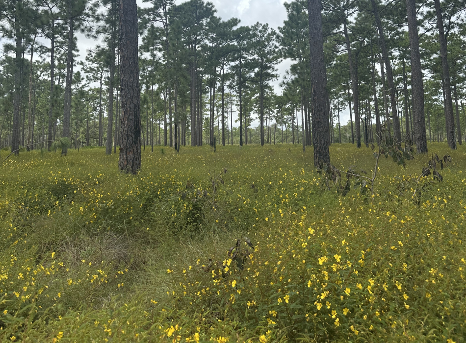 A field of yellow flowers and pine trees