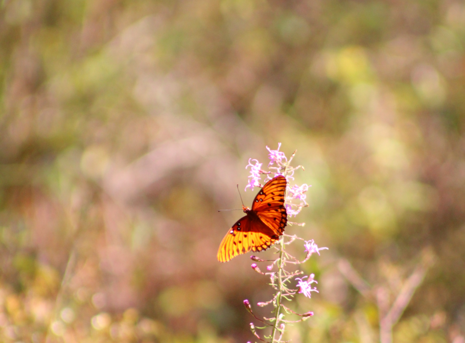 An orange and black butterfly on a stem of small purple flowers